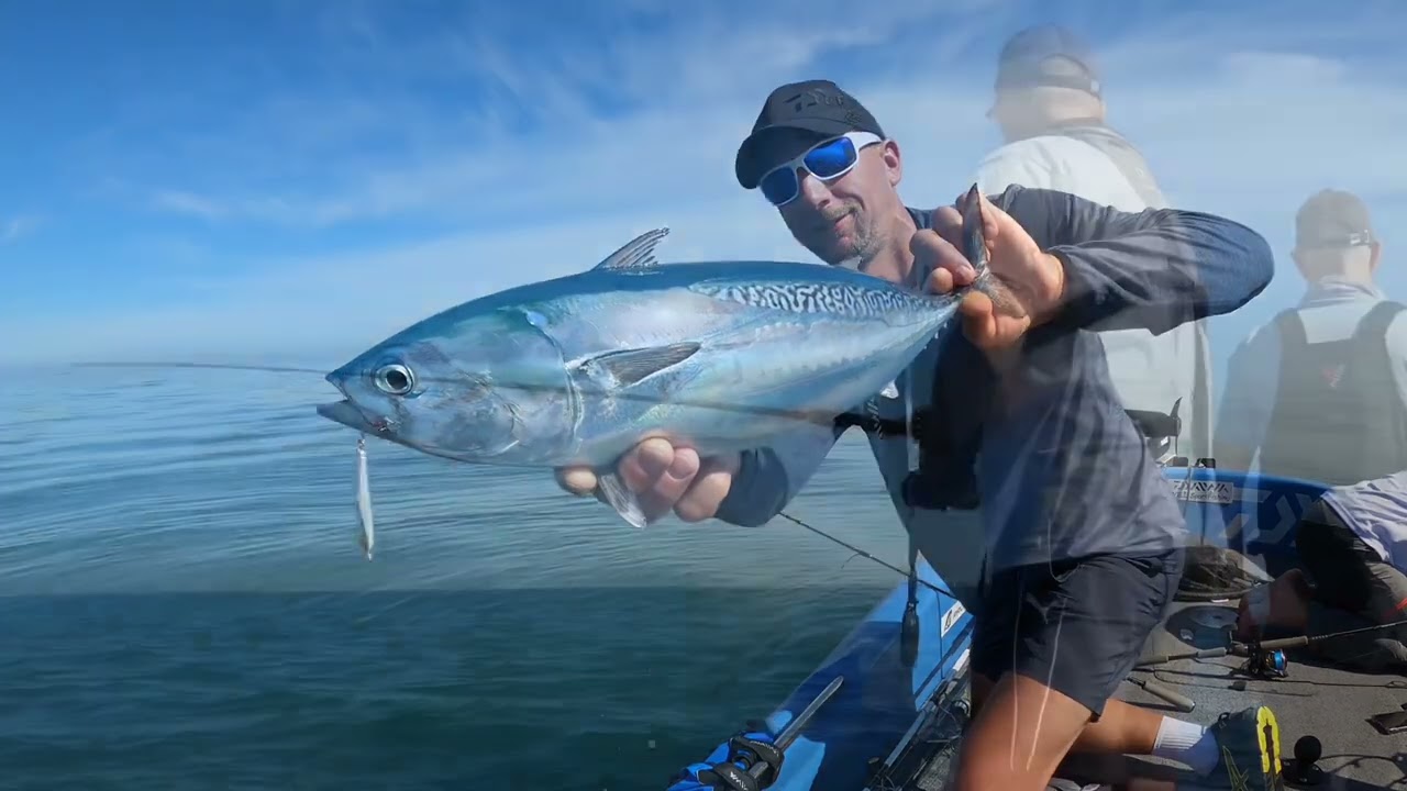 Thon sur chasse en Méditerranée