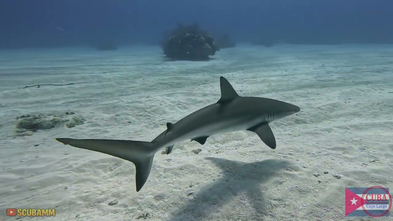 Cayo Largo, Cuba - November 2025 (4K)