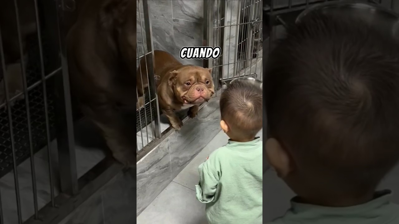 🐶 El Pitbull que nadie quería ❤️