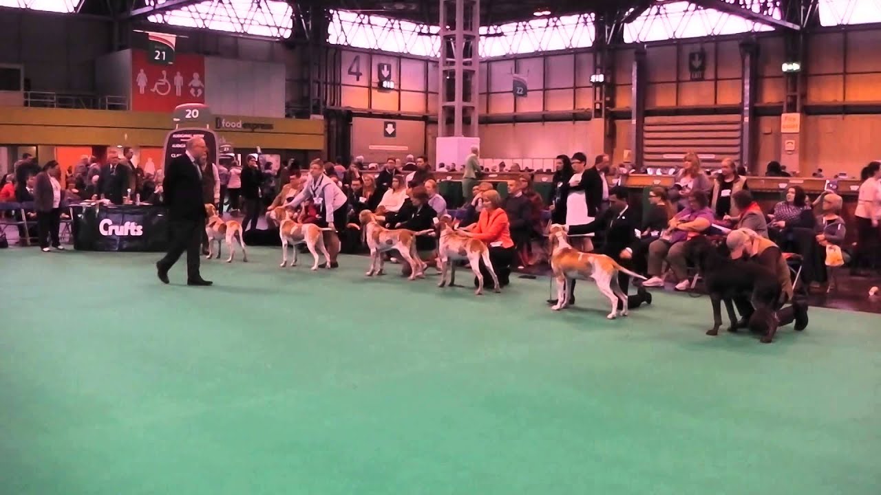 Crufts 2015 Bracco Italiano Dog Challenge