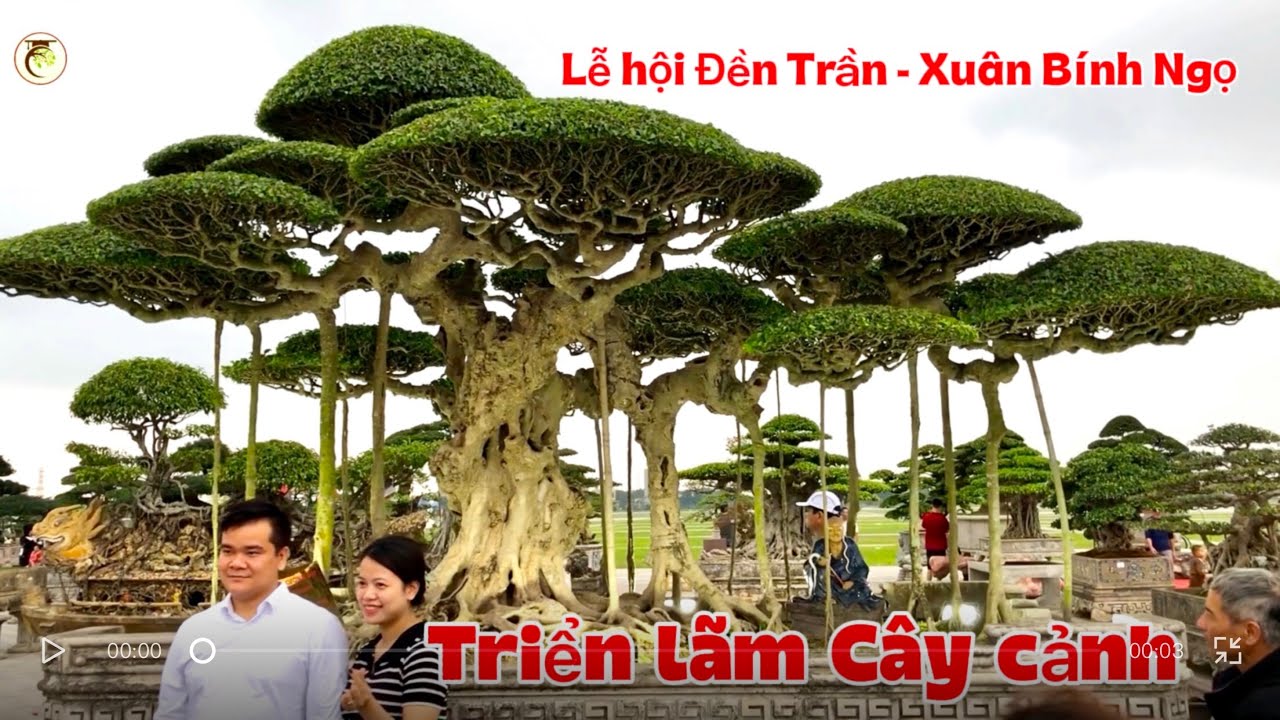Điểm danh các tác phẩm đẹp nhất tại Khu trưng bày TL cây cảnh nghệ thuật I Lễ hội Đền Trần NĐ 2026