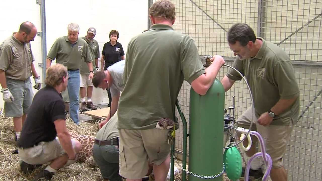 Giraffe Gets New Cast - Cincinnati Zoo