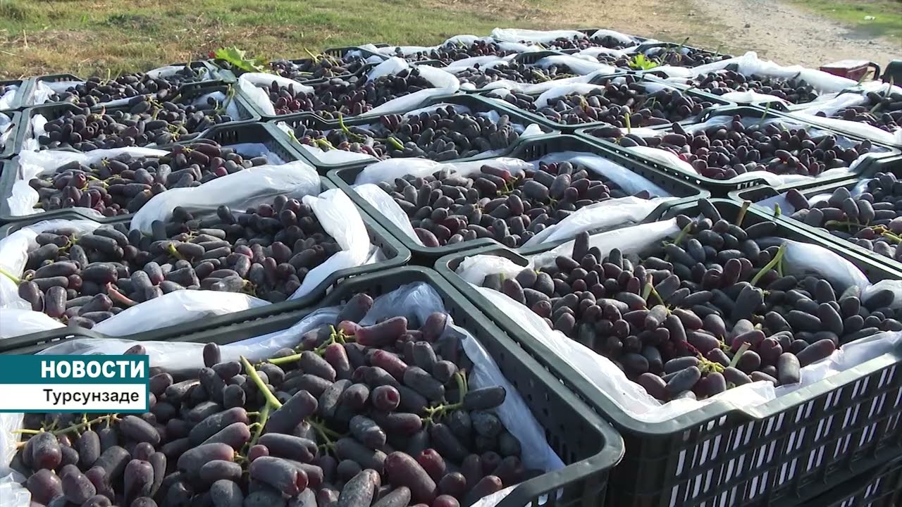 Урожай винограда в Турсунзаде