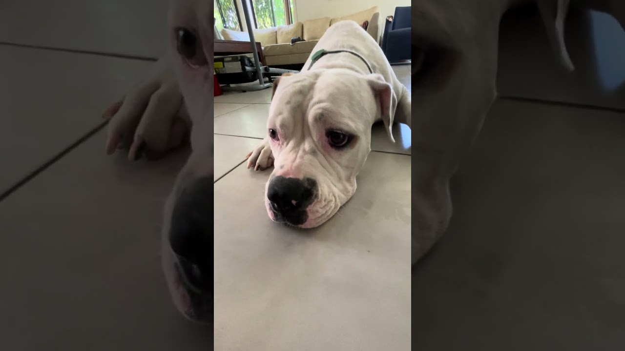 BONNIE'S ROUTINE ON A LAZY MONDAY#pitbull #doggielife #bulldog #puppy #dogbreed #cutedog #dog