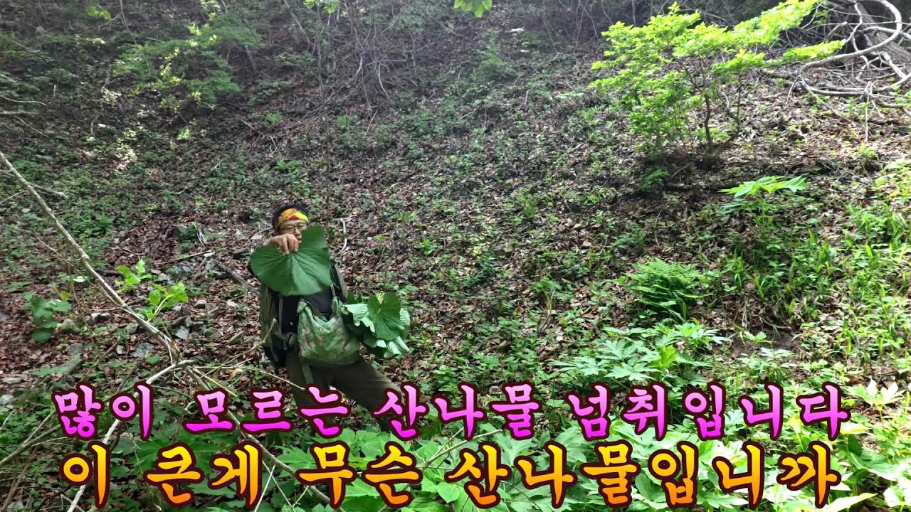 제 1017회 2024 5 26  병풍취 크기에  곰취 인 한대리 곰취 넘취를 채취하고 왔습니다