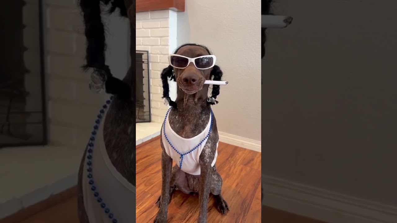 BEST HALLOWEEN DOG COSTUMES 2024 🎃🎃🎃 #halloween #dog #funny #funnypets