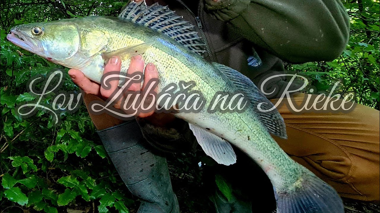 Lov na Rybku/Lov Zubáča/Candáta na filet z rybky/Lov Zubáča na Rieke #zanderfishing #riverfishing