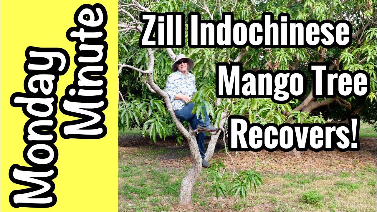 Monday Minute- 'Zill Indochinese' Mango Tree Recovers!