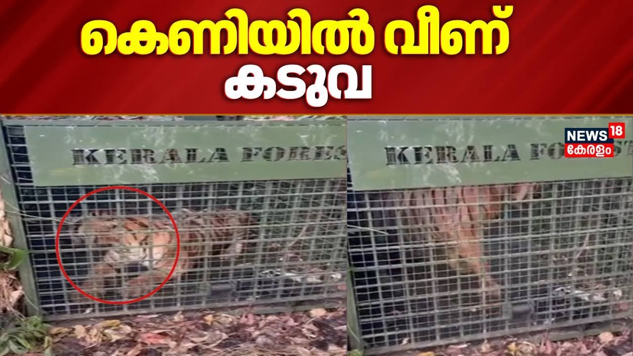 Pathanamthitta Tiger Trapped | പത്തനംതിട്ട Vadasserikkara കുമ്പളത്താമണ്ണിൽ  കടുവ കെണിയിൽ വീണു