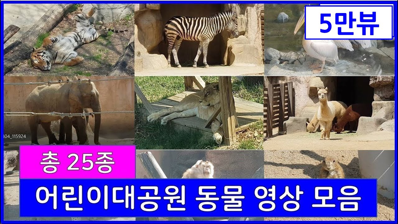 총 25종 동물을 한번에 보는 어린이대공원 동물원 영상 모음