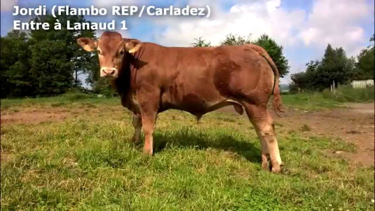 Jeunes Taureaux Limousins 2015 [GOPRO]