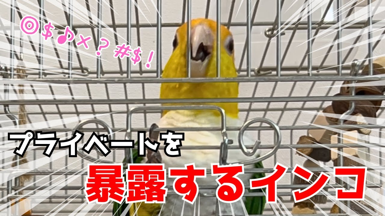 無邪気に人のプライバシーを侵害するインコ【シロハラインコ】