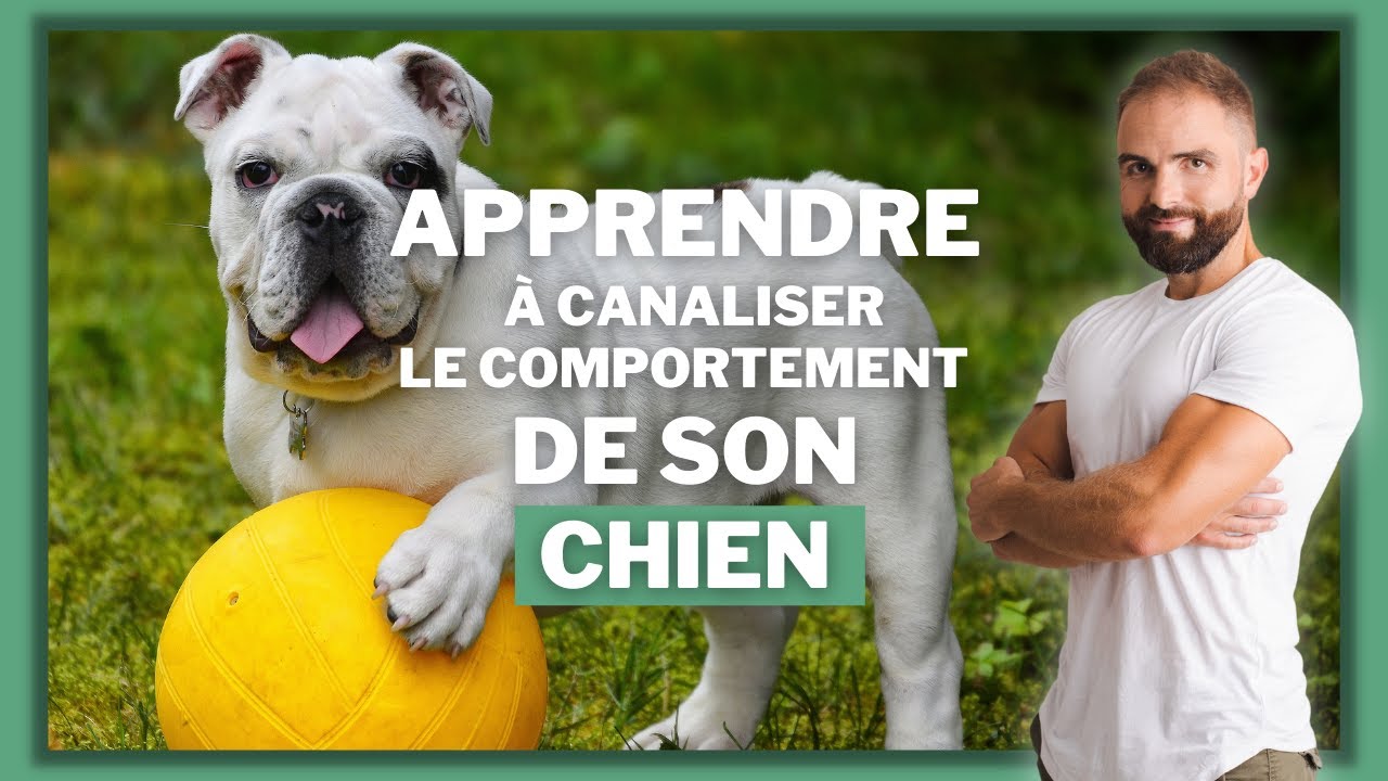Apprendre &agrave; canaliser le comportement de son chien pour bien le dresser !