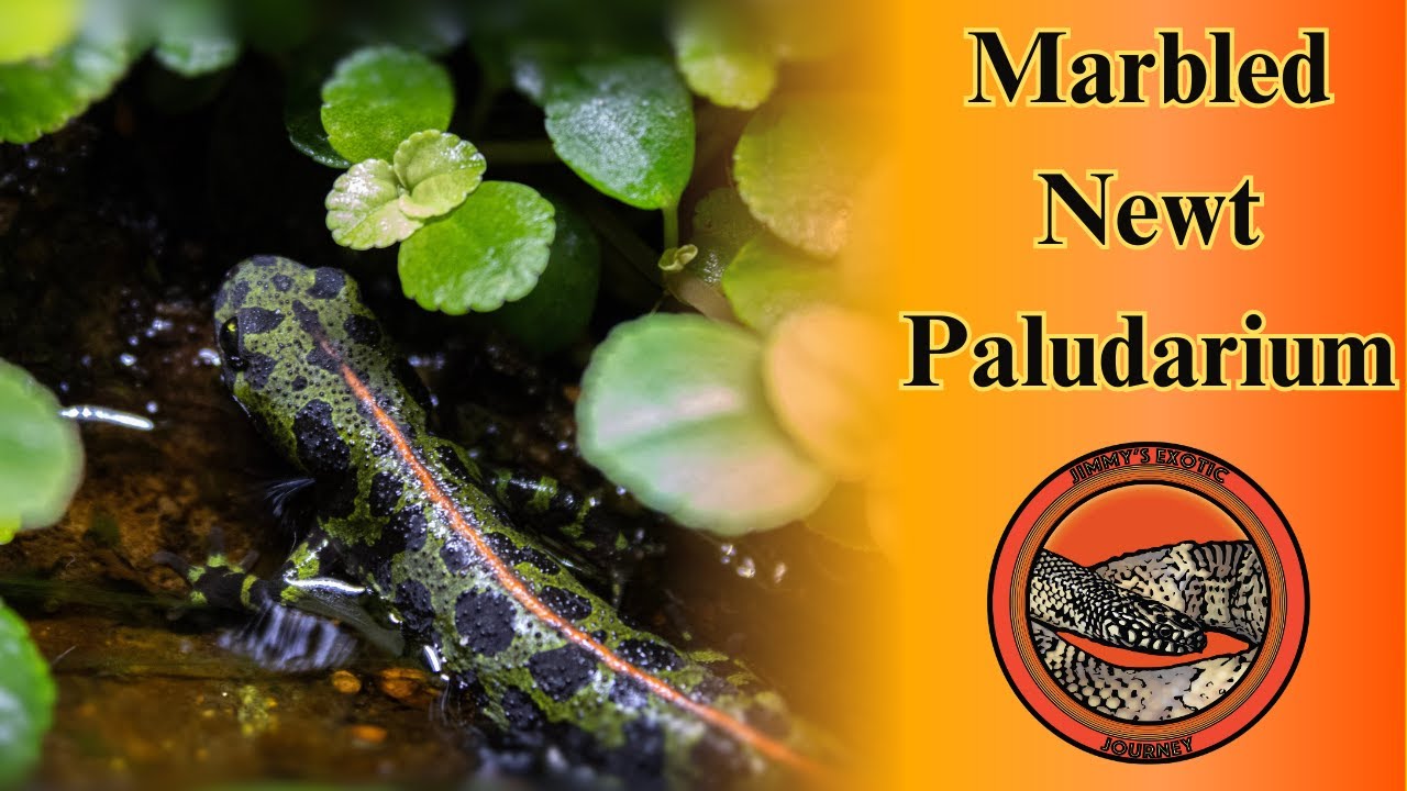 How I Created A Bioactive Marbled Newt Paludarium