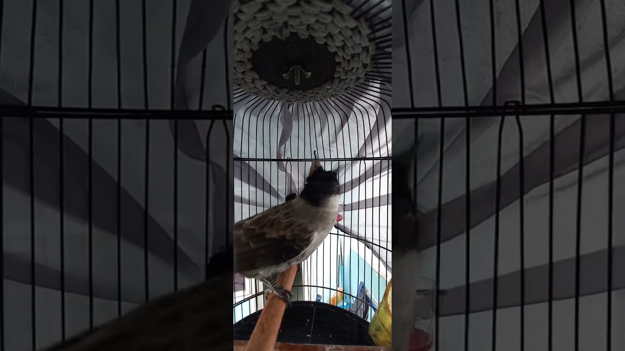 Burung biasa isiaan sama ajjah tapi tembakan nya mematikan 