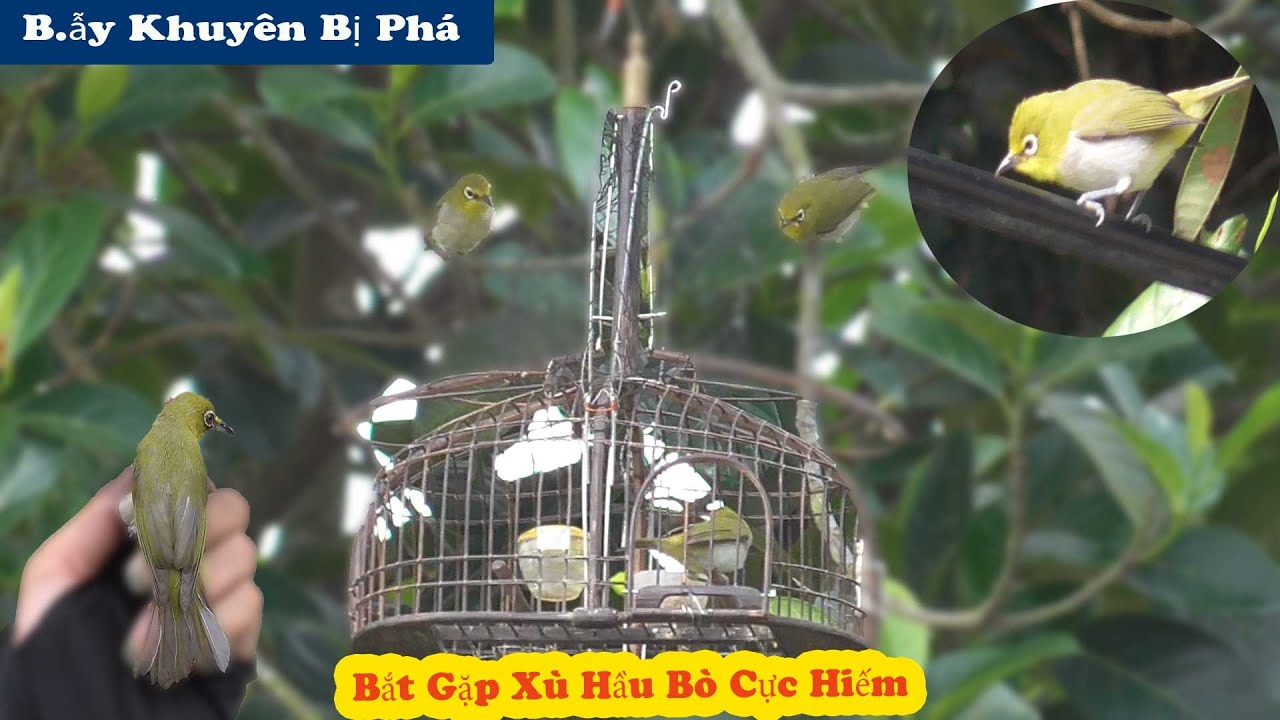 Bẫy Chim Khuyên Bị Sâu Phá Hụt Con Khuyên Xù Hầu Bò || Bẫy Được Mái Bộ Xòe Siêu Hiếm // Chiến Ơi