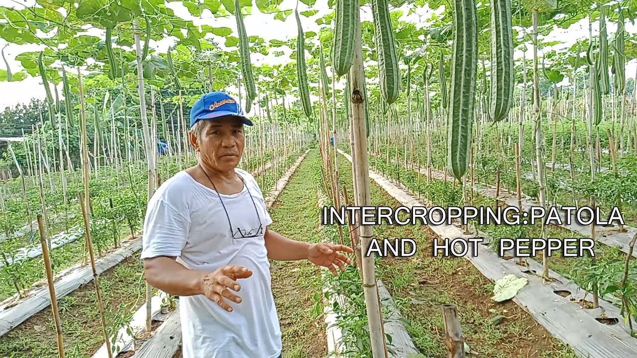 PATOLA AND SILI COMBINATION || By: Tata Johnny's Tv || Vlog #28
