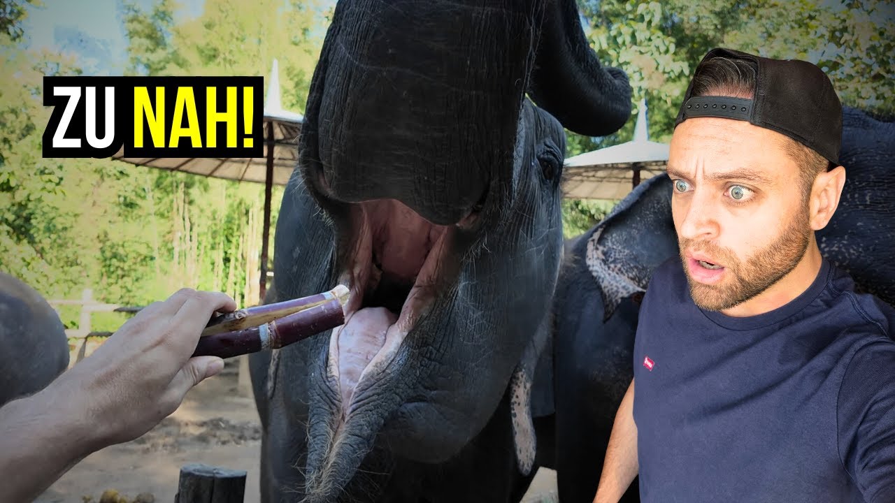 Ich wusste nicht, dass man in Elefantenparks DAS macht