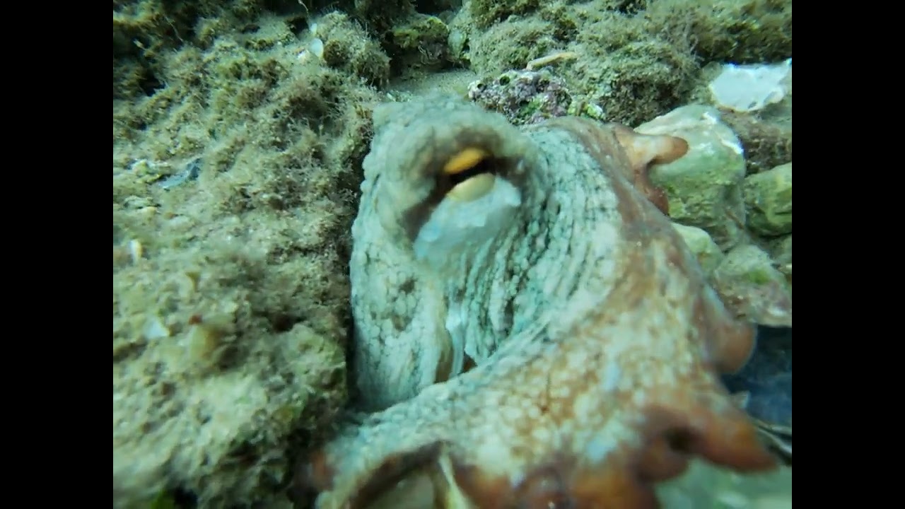 Octopusses spasmodic armour