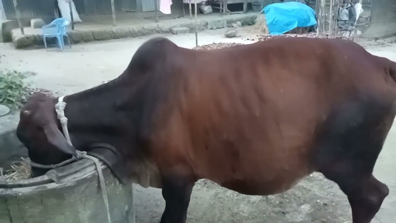 আমার খামারের সকল গরু, গরু গুলোর দাম কেমন হবে , কোন টা কত দিন আগে কিনেছি