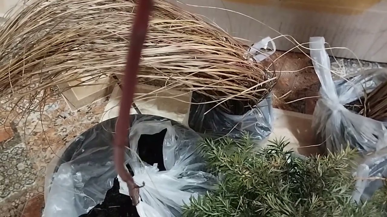 Розпаковка рослин , огляд та ціни 💞 напевно остання цієї зими😁