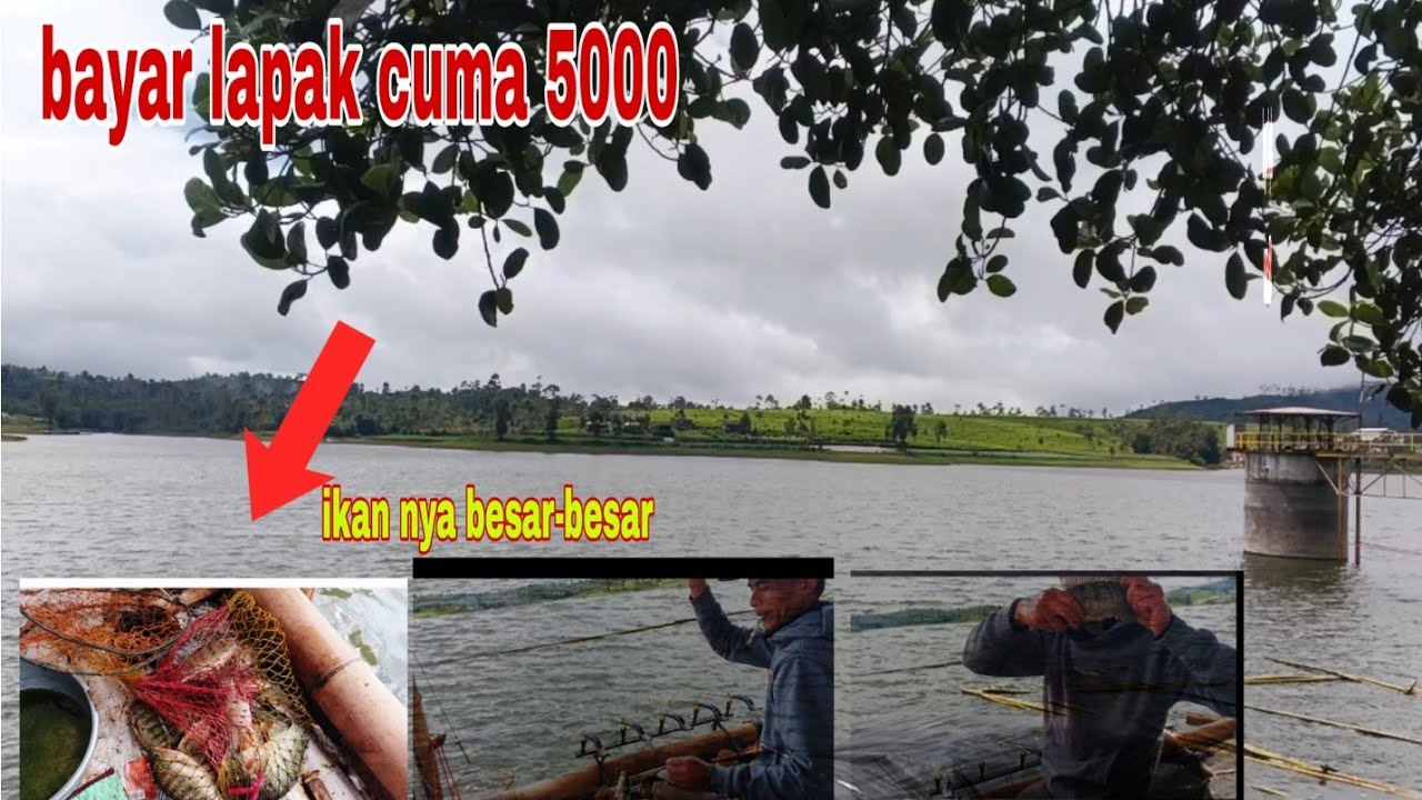 Keseruan manycing di situ Cileunca pangalengan, lapak cuma 5000 tapi hasil nya mantap