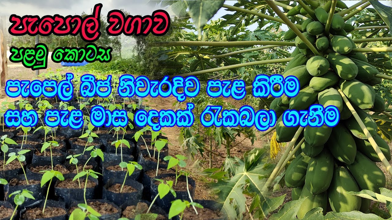 නිවරදිව පැපොල් බීජ පැළ කර ගන්නා අයුරු / papol beeja pala kireema / Papol wagawa / gaslabu wagawa