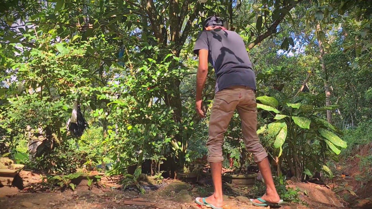 Curb Appeal: Pruning and Tidying the Homestead _FarmersLife _Shorts