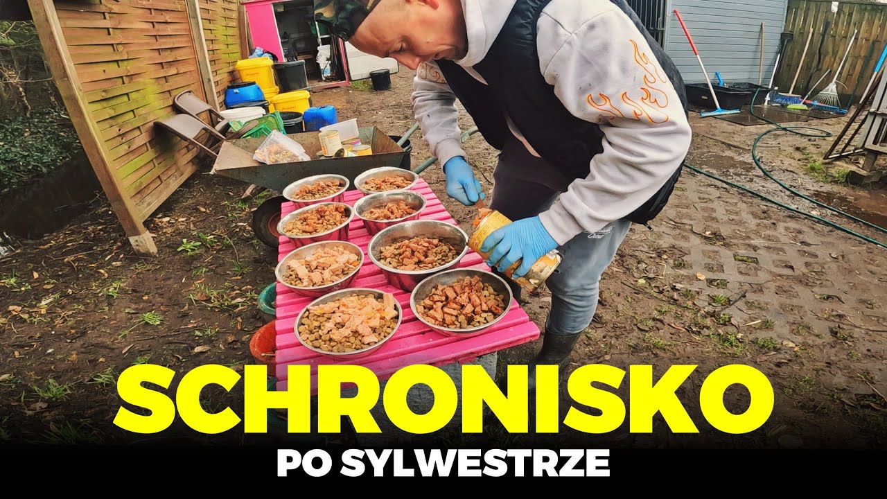 🐶 SCHRONISKO PO SYLWESTRZE 🐶 psy dostały zabawki 🔫 MOJE MINI ZOO  / odc. 320