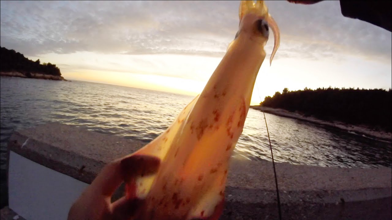 EGING ai CEFALOPODI - UN BEL BRANCO DI CALAMARI!