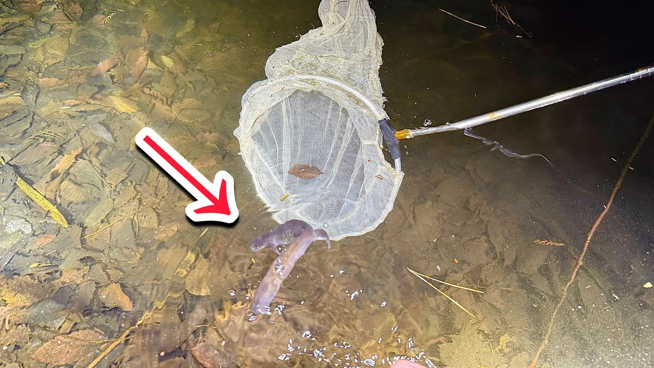 年に一度だけ池に現れる巨大な希少両生類を捕獲！