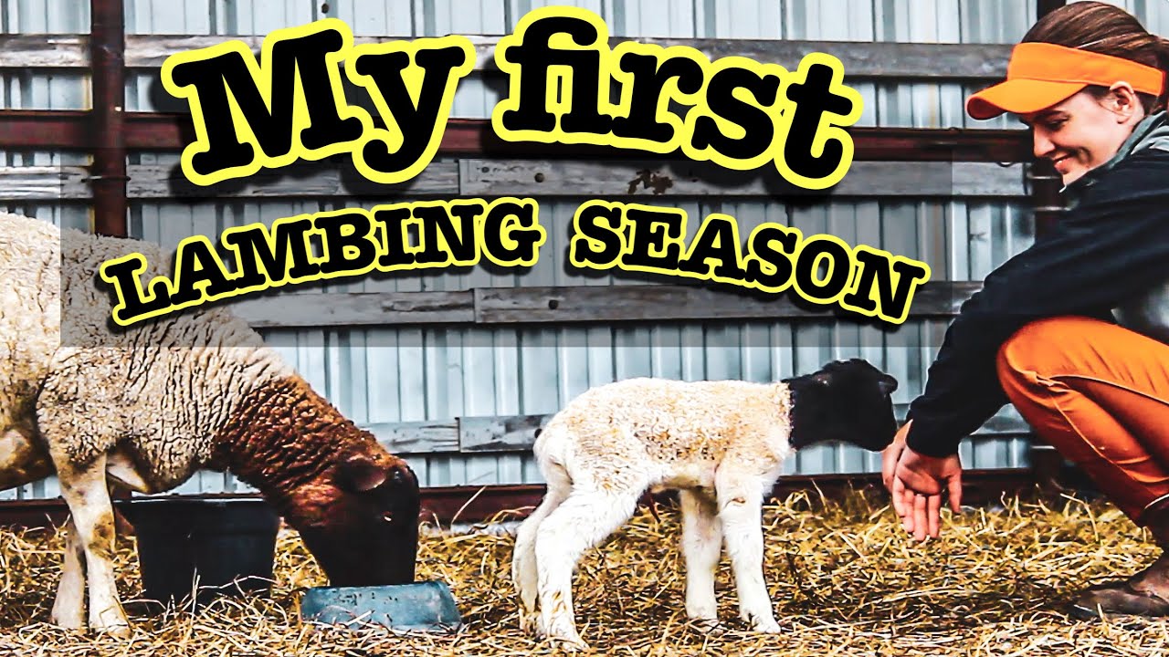 MY FIRST LAMBING SEASON (2021) | Raising Dorper Lambs Dorper Sheep Small Scale Farming