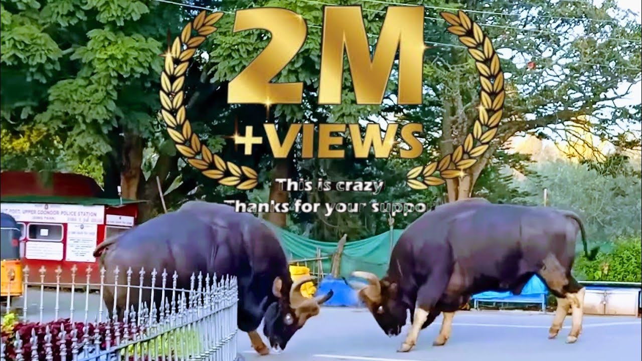Indian gaur fight காட்டு எருமை அட்டூழியம்…2 MILLIONS  views #kattu yarumai #coonoor