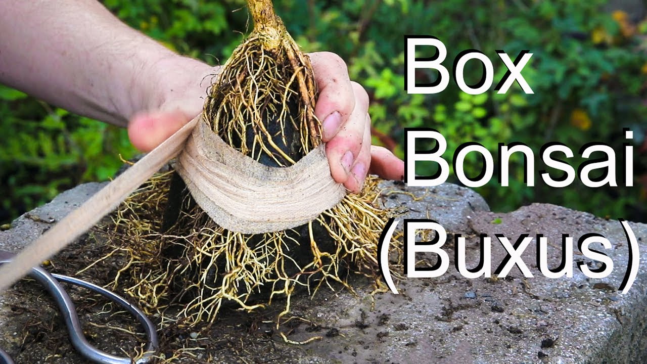 Root over rock - easy method