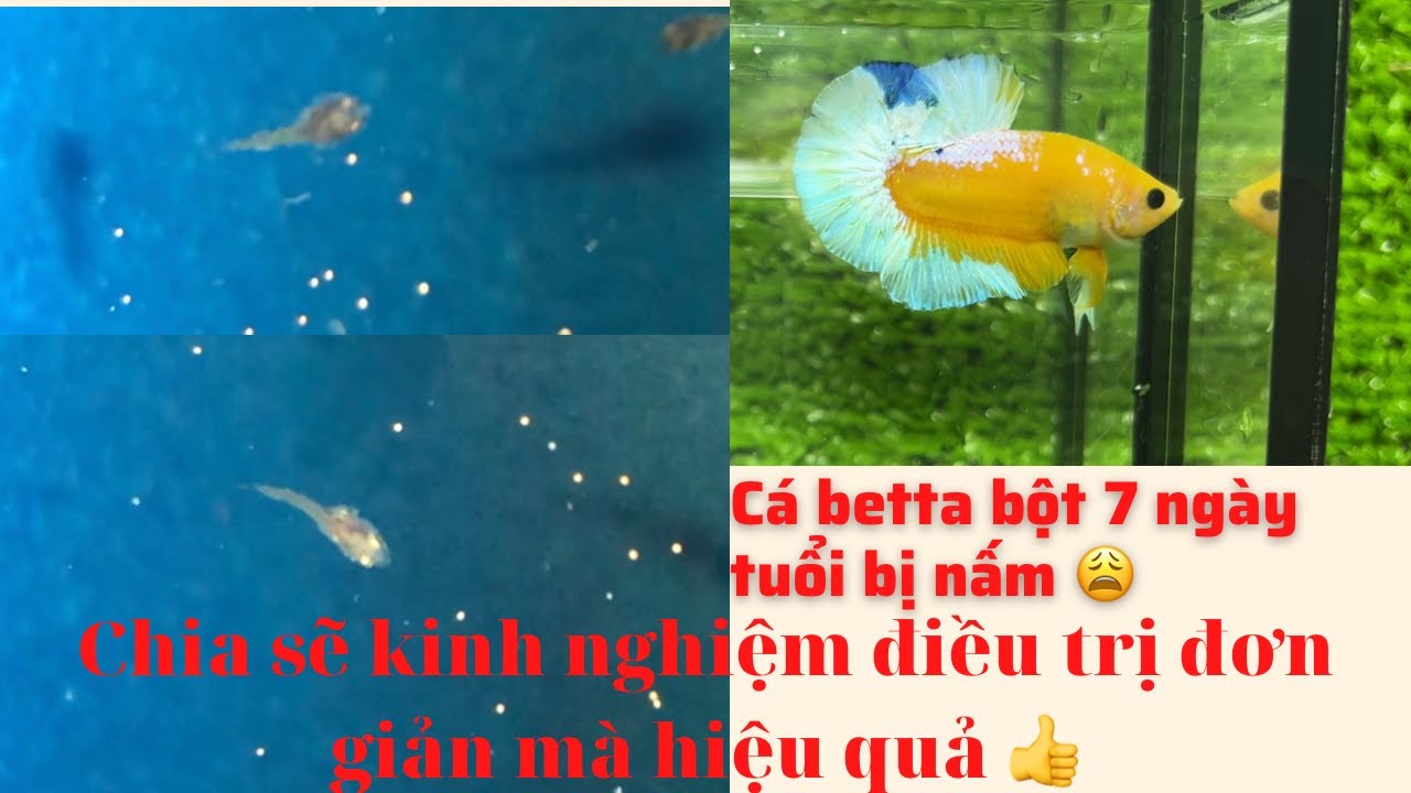 Điều trị nấm cho cá betta bột đơn giản mà hiệu quả