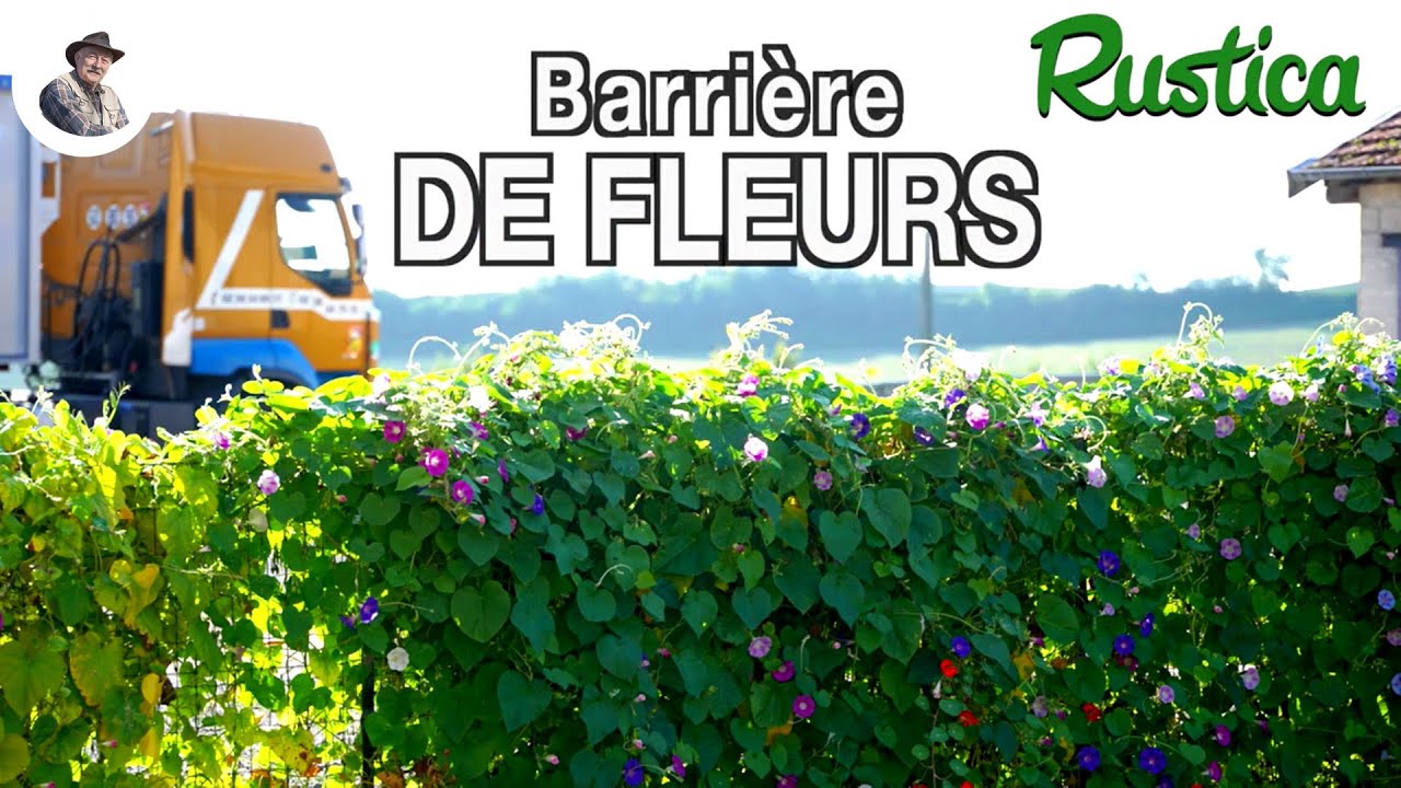 Un barrière de fleurs annuelles