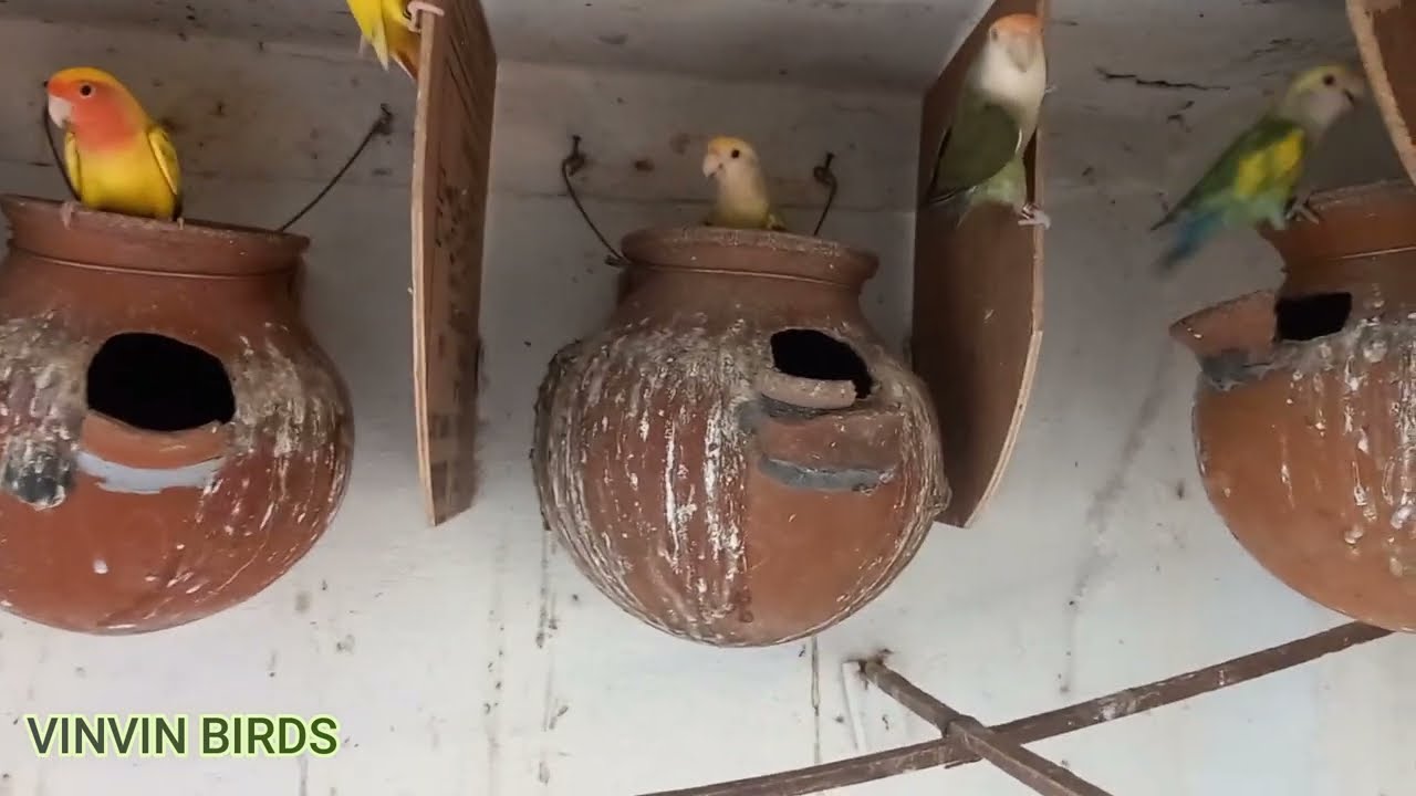 African love birds peach pied 10 pair group breeding | colony setup | Tips | vinvin birds |Tamil