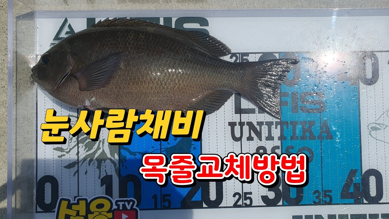 벵에돔낚시 눈사람채비 목줄교체법
