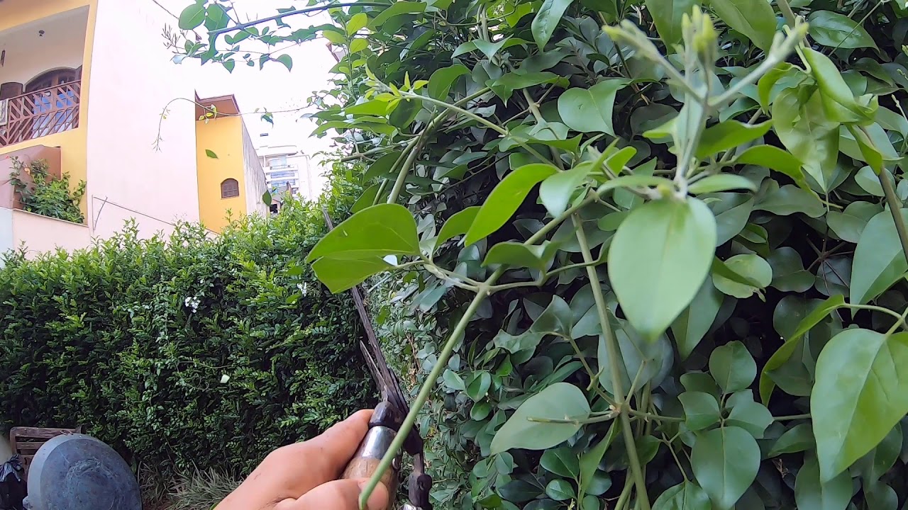 Como podar murta, cerca-viva - Dica de jardinagem para você mesmo fazer nas suas plantas