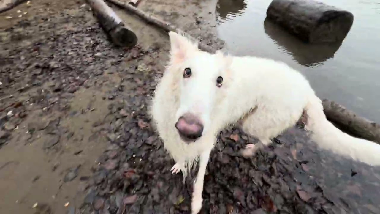 Lily the Borzoi - Play with me - like this!