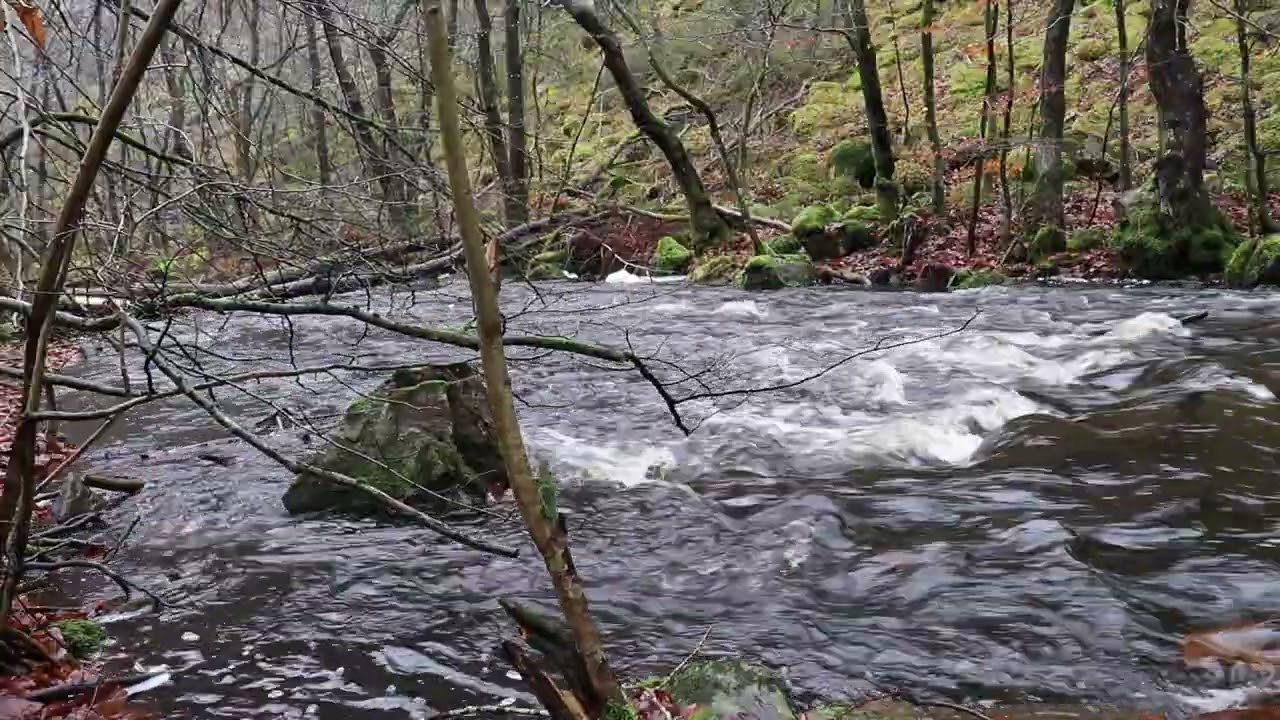 Majestic Forest Sound ASMR