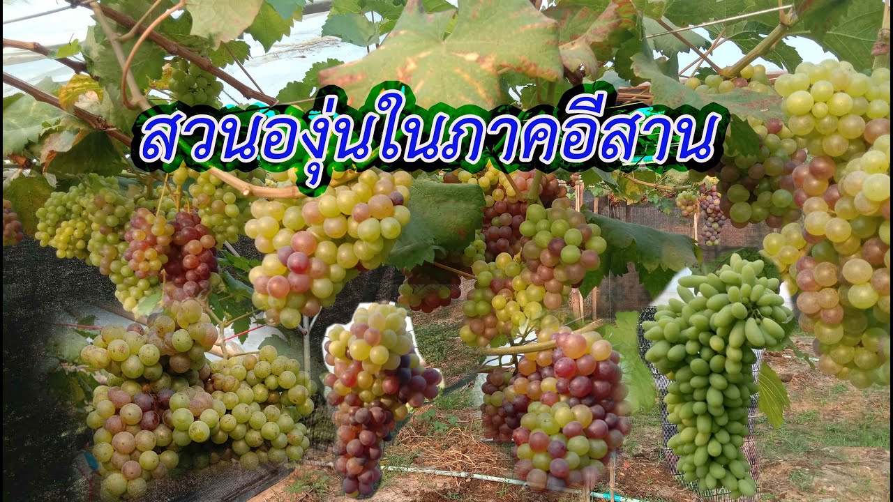 สวนองุ่นในภาคอีสาน