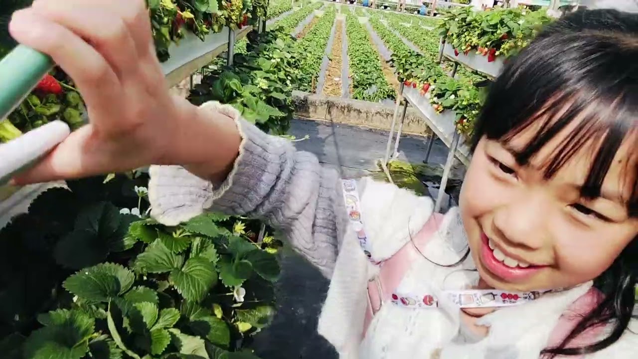 MEMETIK STRAWBERRY DI KEBUN STRAWBERRY