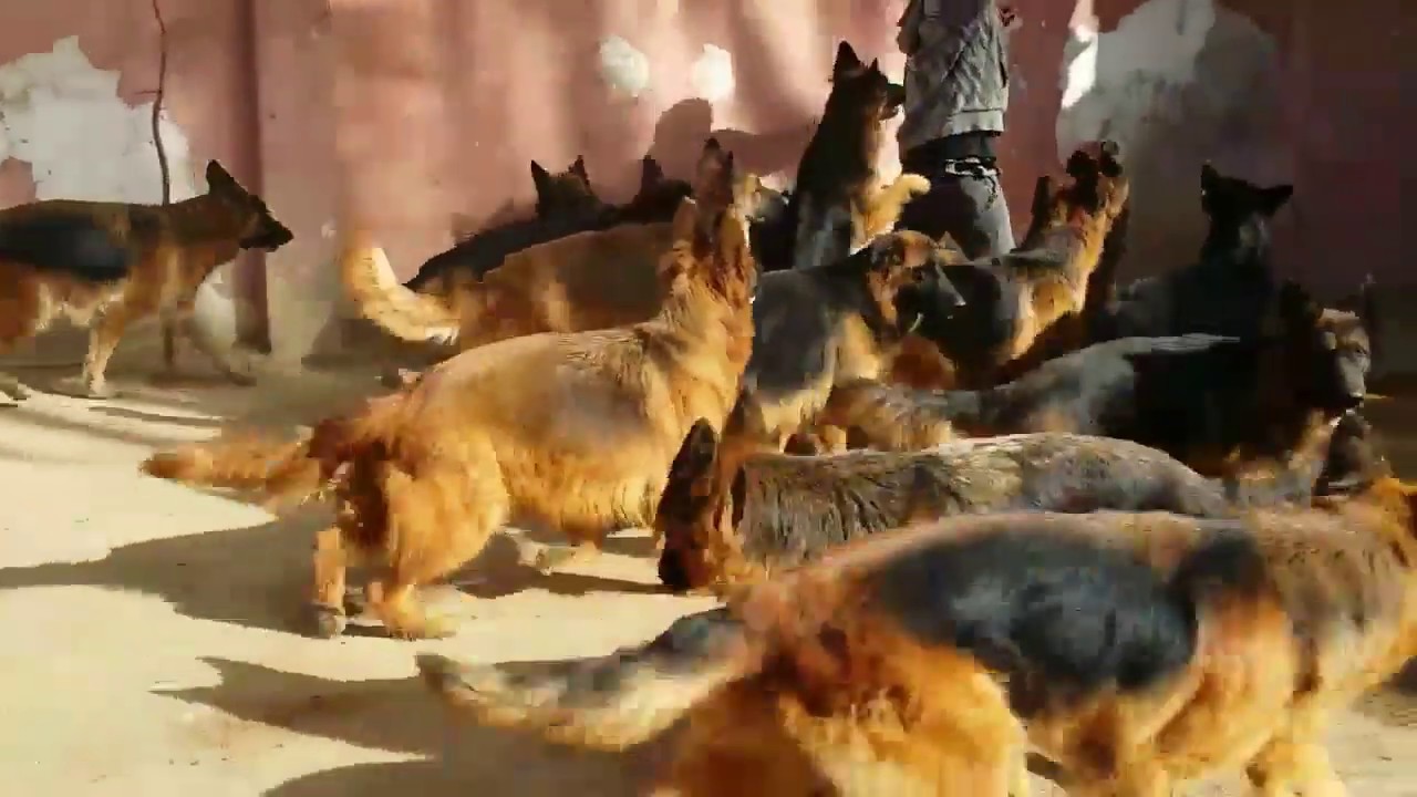 مجموعة كلاب جيرمن شيبرد اصلية للبيع