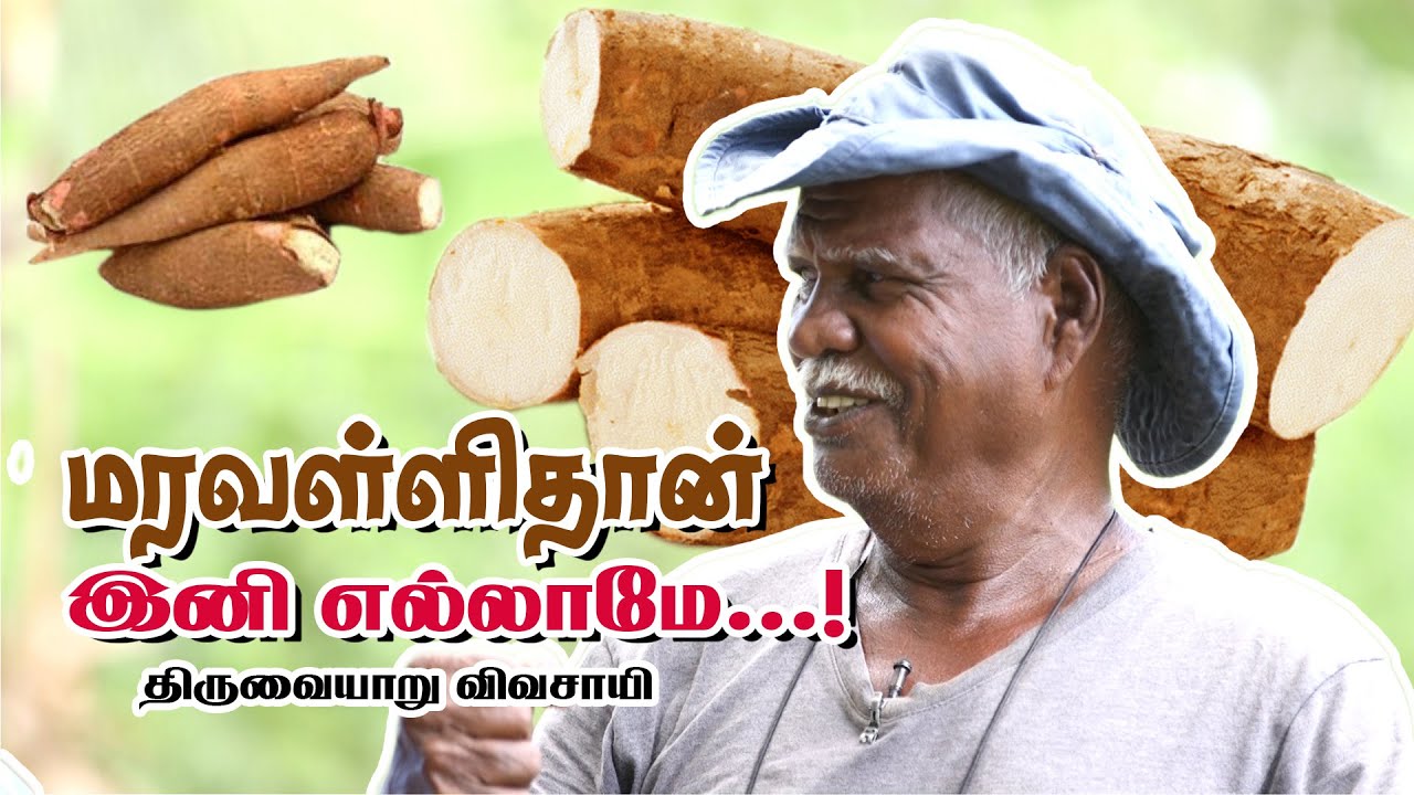 மரவள்ளிதான் இனி எல்லாமே | Thiruvaiyaru | Cassava | Kilinochchi