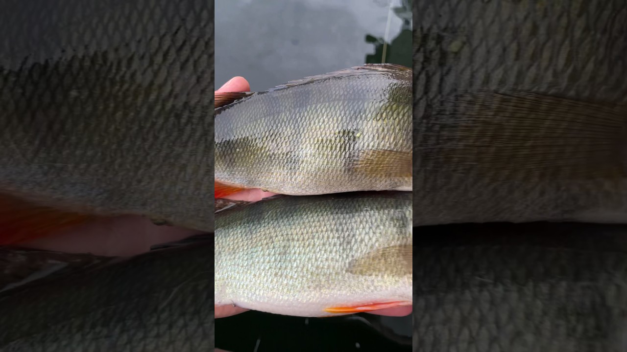 Wenn der Futterneid mal wieder zu gro&szlig; war! 2 Barsche auf Twitchbait #fish #fishing #barsch #bass