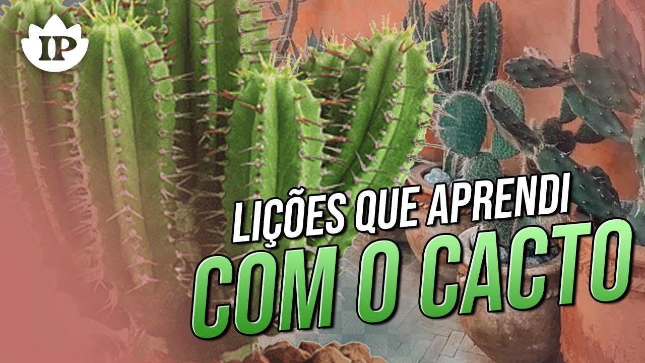 💥 LIÇÕES QUE APRENDI COM OS CACTOS | Vídeo Motivacional | Reflexão do Dia