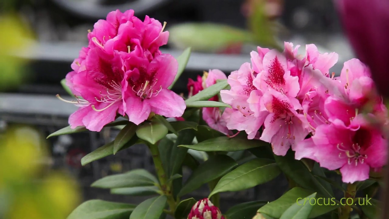 Plants for spring colour