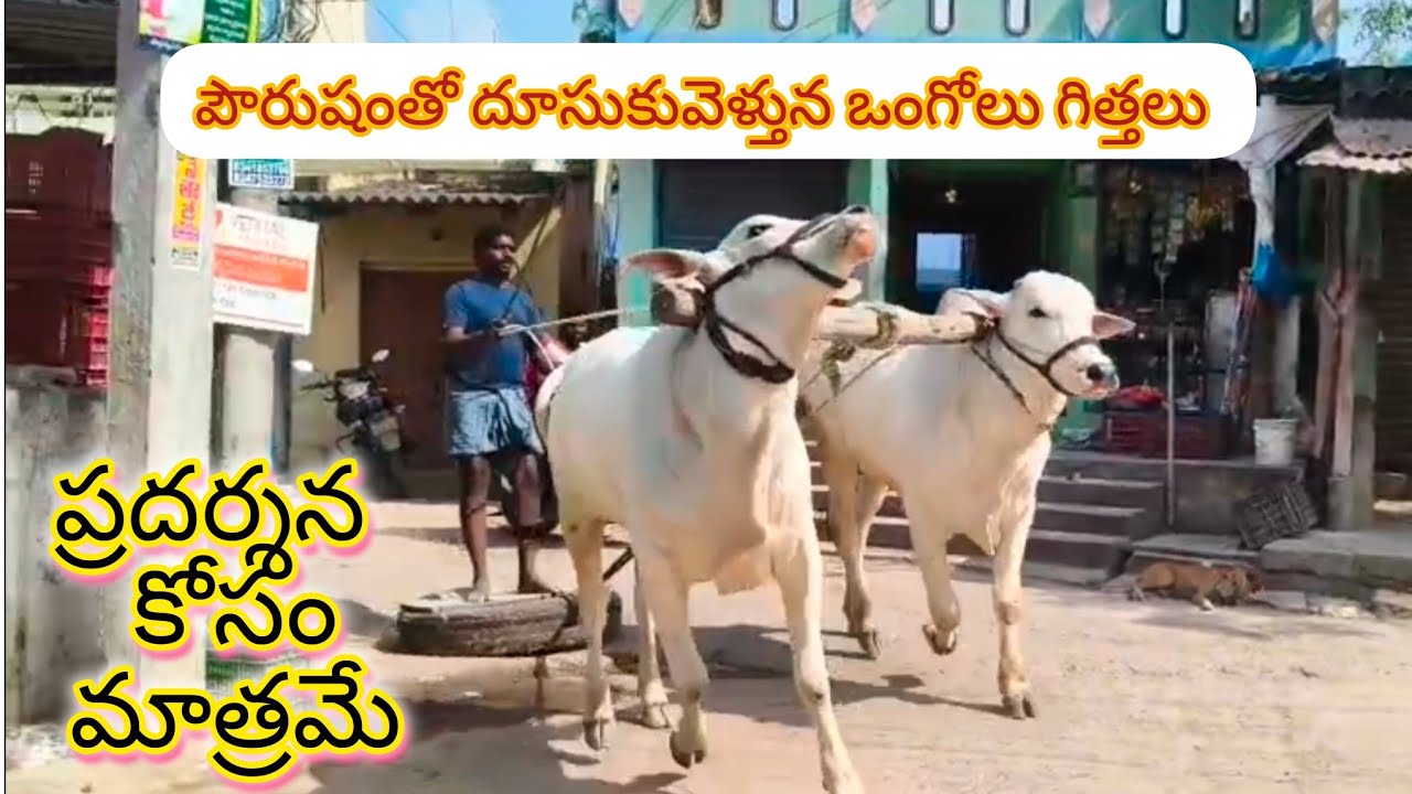 మంచి లక్షణాలు ఉన్న ఒంగోలు జాతి గిత్తలు || Breeding bull's ||ప్రదర్శన కోసం మాత్రమే ఈ వీడియో 👈🔥