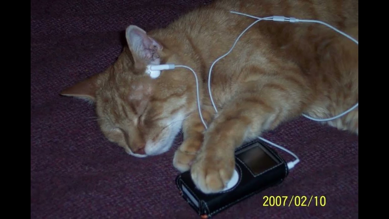 niche shoegaze/bedroom pop